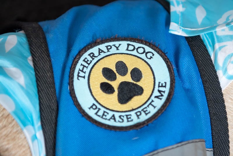 Therapy Dog patch on blue dog vest