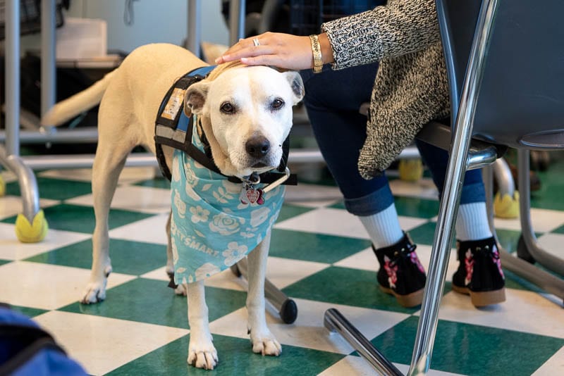 Therapy dog in classroom with students