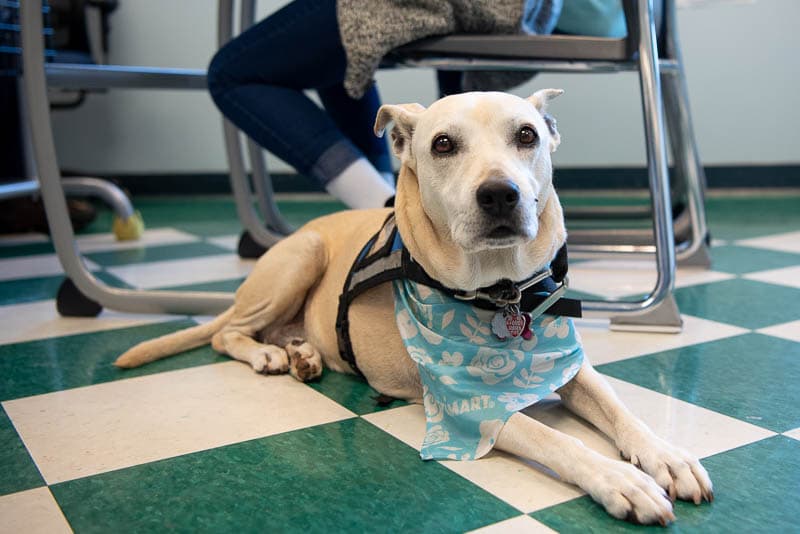 Therapy dog sitting next to student desk