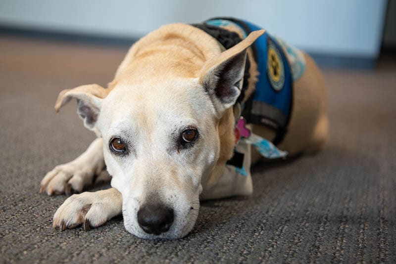 Therapy dog in school lying down