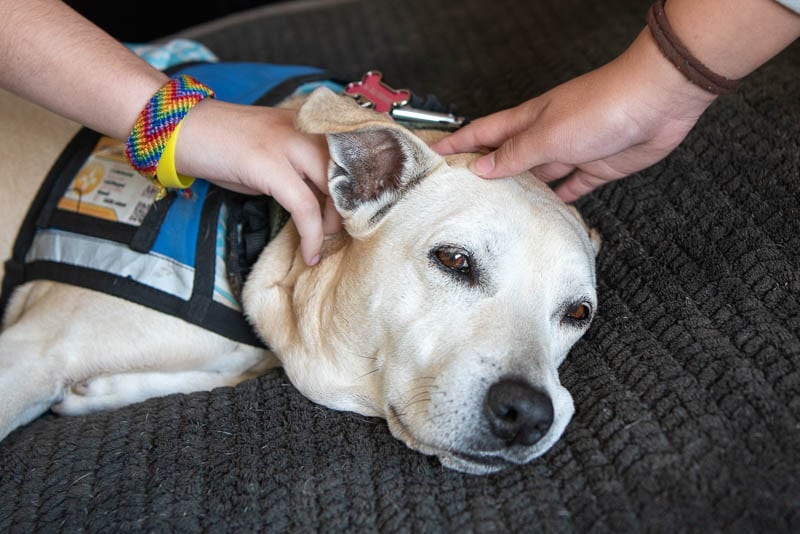 Therapy dog being petted by students