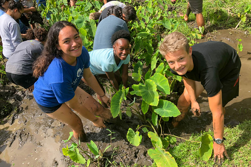 Students working in a taro patch