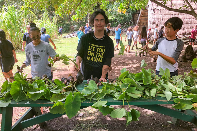 Students in front of harvested taro