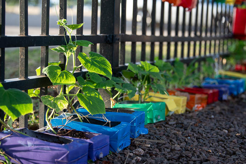 Container garden hanging on fence