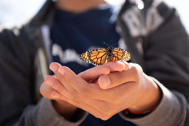 Boy holding butterfly